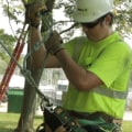 How Tree Services Help Landscape Architects In Petal Mississippi